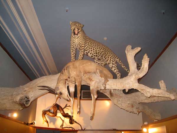 mammals-on-display.jpg